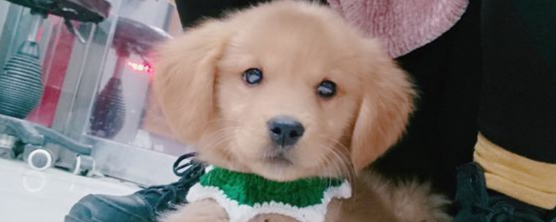 寻回犬什么意思