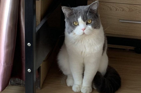 英国短毛猫认主人吗