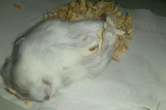 仓鼠快死的七种表现