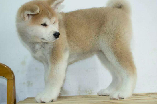小柴犬怎么看纯不纯