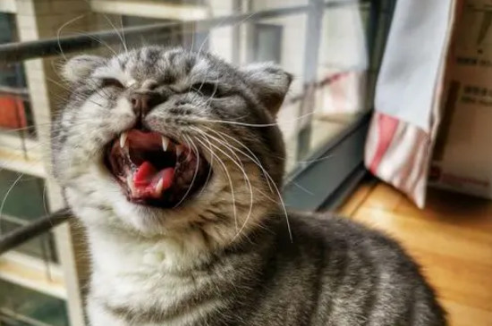 母猫隔几天就发一次情是什么情况