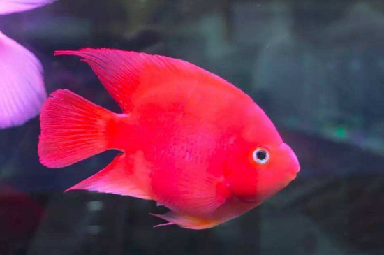 陶缸养鱼开缸教程