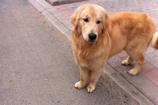 狗贩子一般怎么处理狗