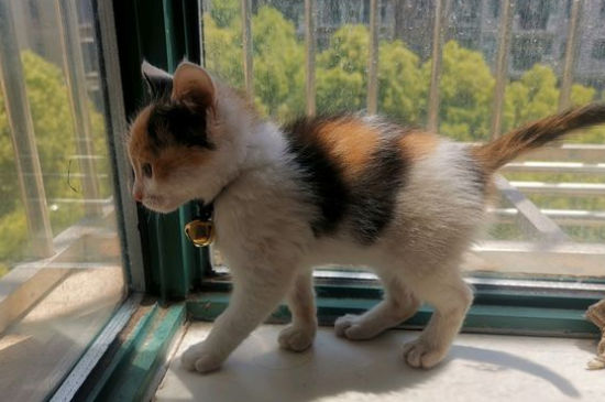 猫和猫打架会出猫命吗