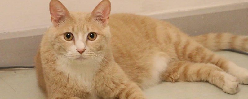 猫突然故意乱拉屎