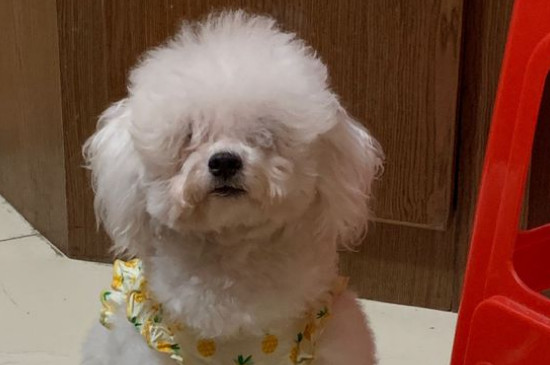 没有尾巴的狗是什么品种