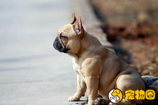 盘点五类斗牛犬，中国斗牛犬也曾红极一时(如今濒危)