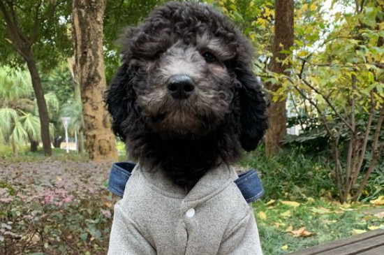 巨贵怎么养