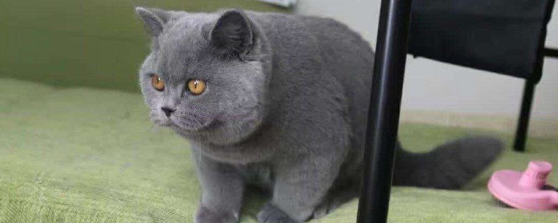 英短蓝猫一般吃什么