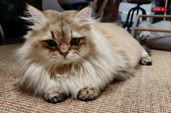 天堂鸟对猫有毒吗
