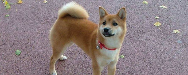 柴犬咬人吗