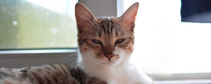 猫能不能吃牛肉