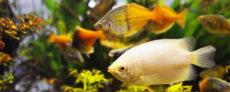 鱼趴缸底的最佳治疗