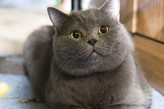 猫癣传染猫的几率大吗
