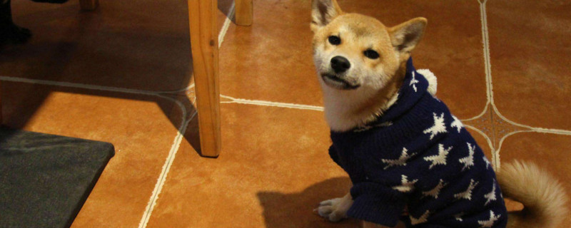 3000能买到纯种柴犬吗，3000多的柴犬靠谱么