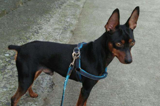 迷你杜宾犬咬人吗
