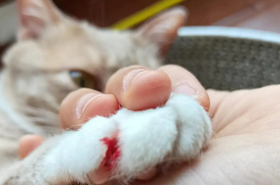 猫指甲劈了会自愈吗