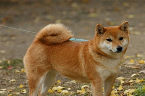柴犬和秋田犬哪个好，综合比较柴犬更适合家养