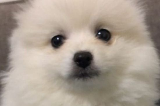 狗打嗝肚子还一抽一抽