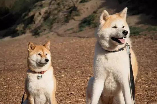 秋田犬和柴犬的区别