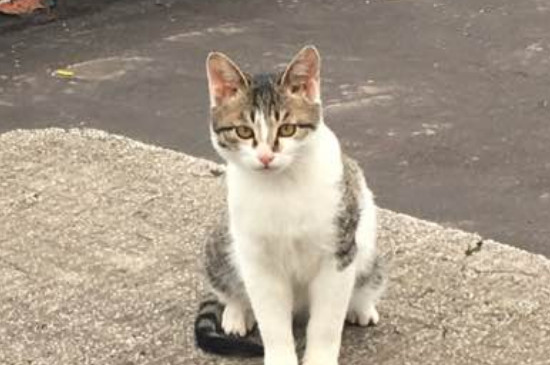 为什么别养土猫