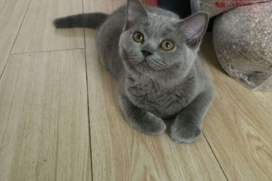 蓝猫毛局部发黄