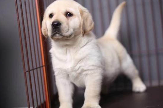 拉布拉多幼犬一天喂几次