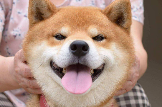 柴犬脱毛吗，掉毛很严重导致养柴犬的人少