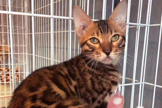 孟加拉豹猫缺点