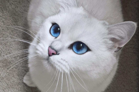 猫的眼睛是什么颜色
