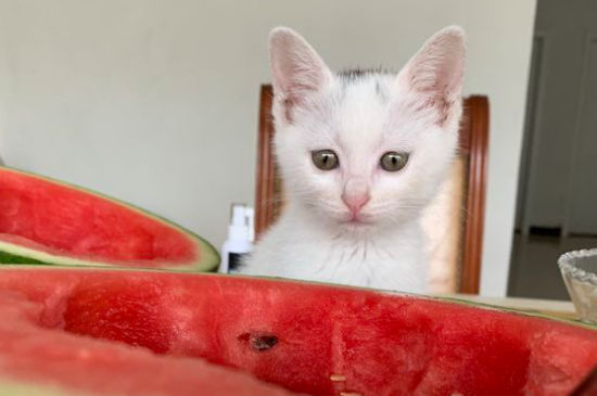 宠物猫有狂犬病吗