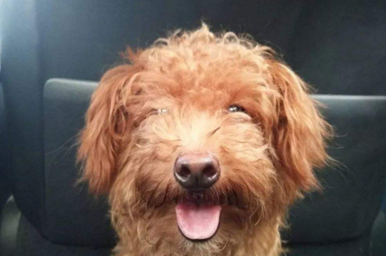 泰迪可以吃猪肝吗