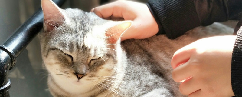 美国短毛猫怎么训练
