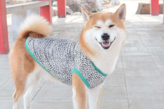 柴犬掉毛厉害吗