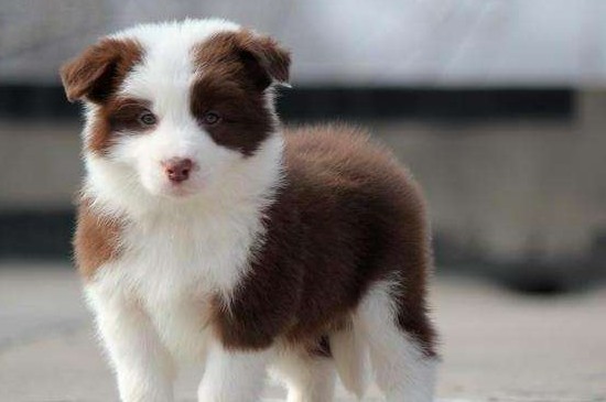 边境牧羊犬的价格，边牧价格一般在1000～5000元左右