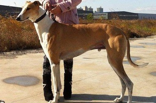 格力犬怎么看纯不纯，挑选纯种格力犬的3个要点