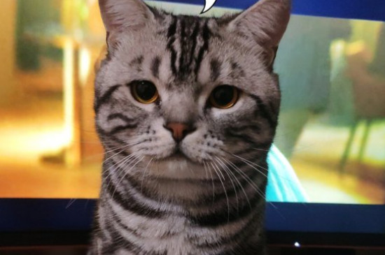 猫肠胃炎和猫瘟的区别
