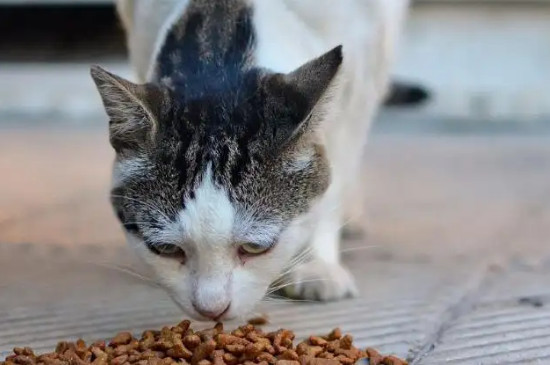 小猫不吃不喝怎么办