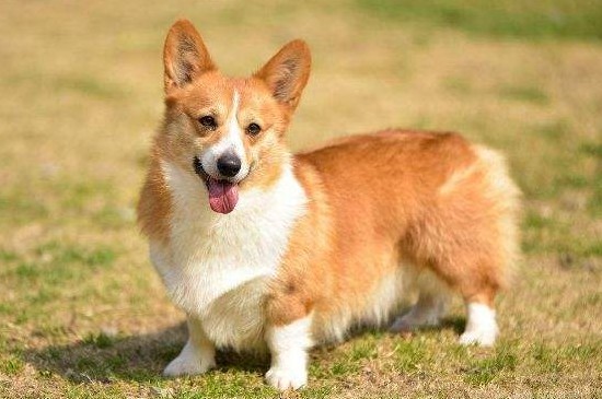 柯基和泰迪建议养哪个，柯基温顺听话更适合做陪伴犬饲养