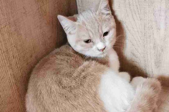 猫咪生病了临死前表现
