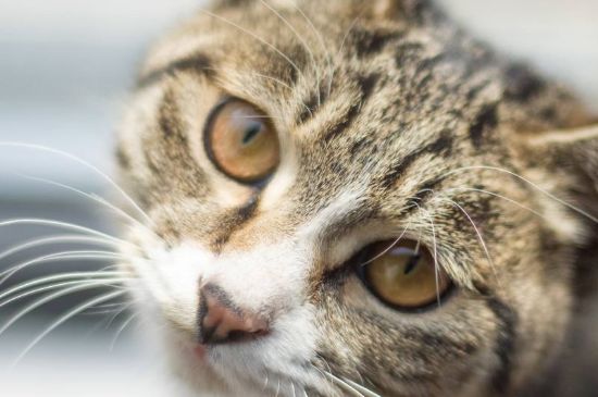 纯种狸花猫标准