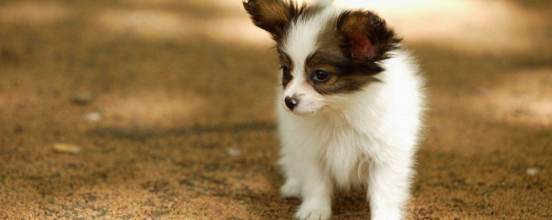 蝴蝶犬能长多大