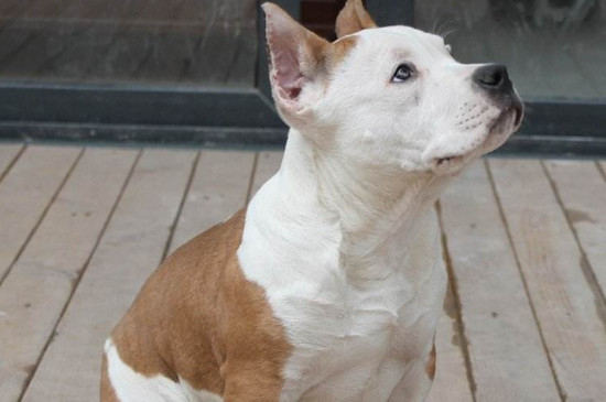 斯坦福犬和恶霸的区别