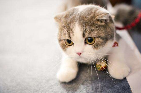 猫能学会说人话吗