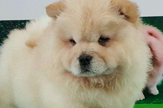 熊狮犬和松狮的区别
