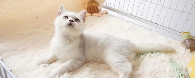 银渐层猫的性格特点