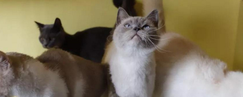 把猫阉了会恨主人吗