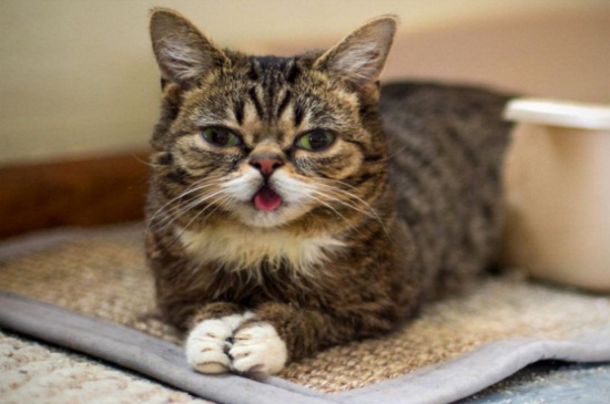 猫可以吃人吃的东西吗