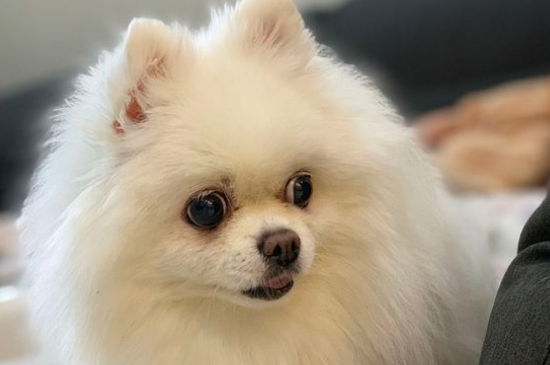 博美犬多少钱一只