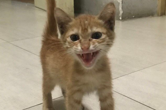 猫咪吃鱼会卡住吗